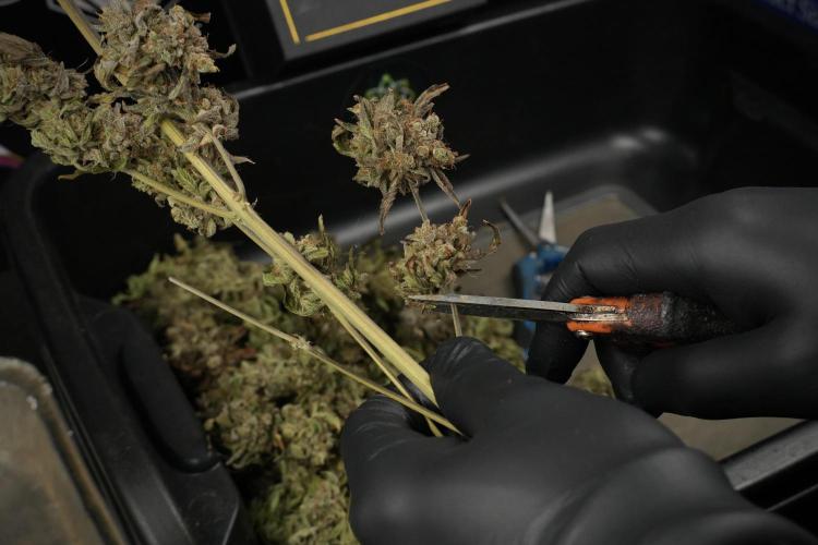 TicaL X Zamnesia-NectarDrip pack#268/750. Week 16 - breaking down