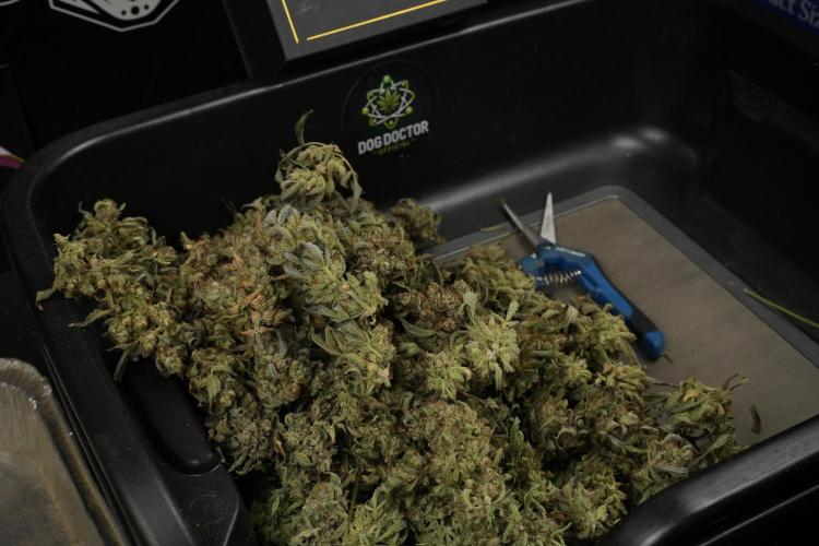 TicaL X Zamnesia-NectarDrip pack#268/750. Week 16 - ready for trim