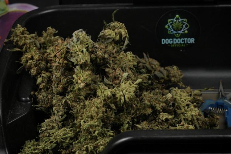 TicaL X Zamnesia-NectarDrip pack#268/750. Week 16 - ready for trim