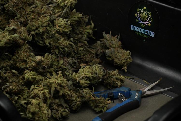 TicaL X Zamnesia-NectarDrip pack#268/750. Week 16 - ready for trim