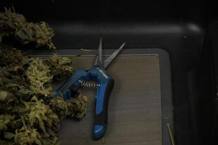 TicaL X Zamnesia-NectarDrip pack#268/750. Week 16 - ready for trim