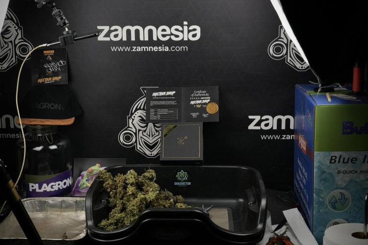 TicaL X Zamnesia-NectarDrip pack#268/750. Week 16 - ready for trim