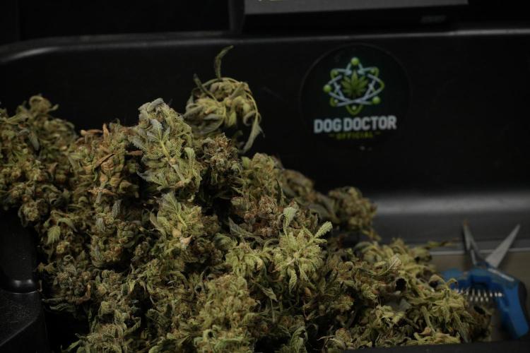 TicaL X Zamnesia-NectarDrip pack#268/750. Week 16 - ready for trim