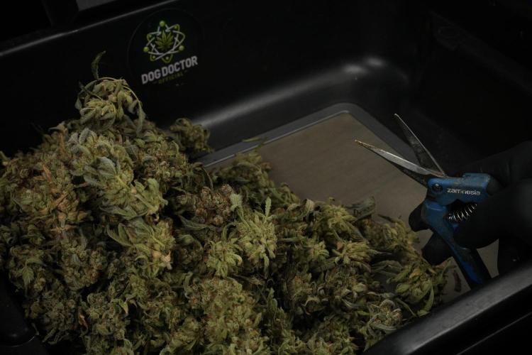 TicaL X Zamnesia-NectarDrip pack#268/750. Week 16 - ready for trim