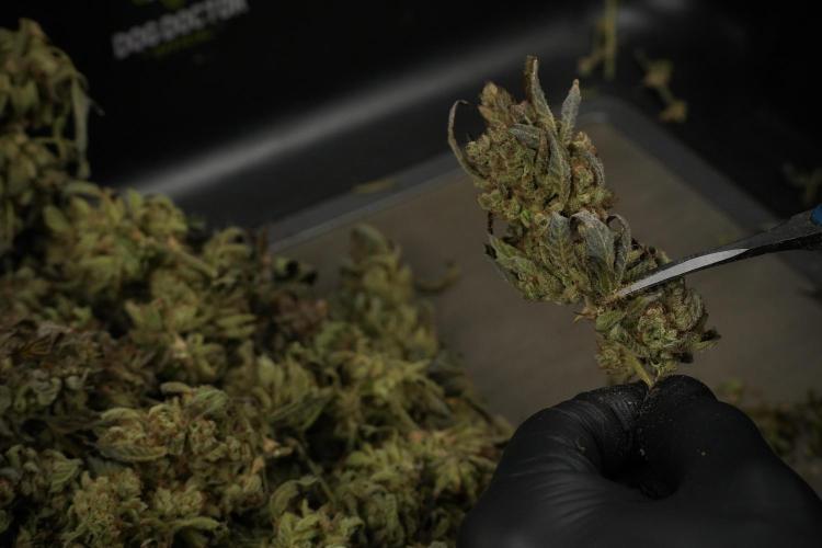 TicaL X Zamnesia-NectarDrip pack#268/750. Week 16 - Trimming the Nectar Drip