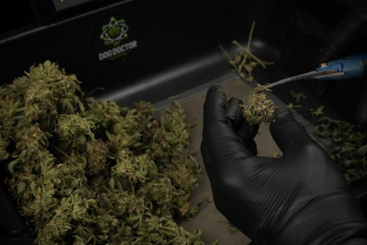 TicaL X Zamnesia-NectarDrip pack#268/750. Week 16 - Trimming the Nectar Drip