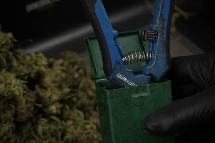 TicaL X Zamnesia-NectarDrip pack#268/750. Week 16 - Trimming the Nectar Drip
