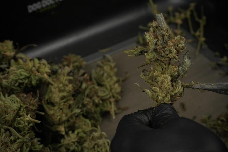 TicaL X Zamnesia-NectarDrip pack#268/750. Week 16 - Trimming the Nectar Drip