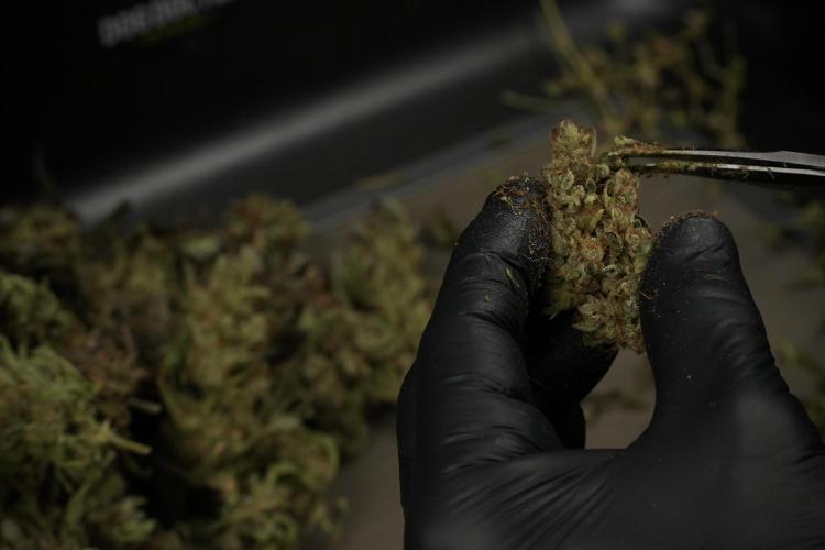 TicaL X Zamnesia-NectarDrip pack#268/750. Week 16 - Trimming the Nectar Drip