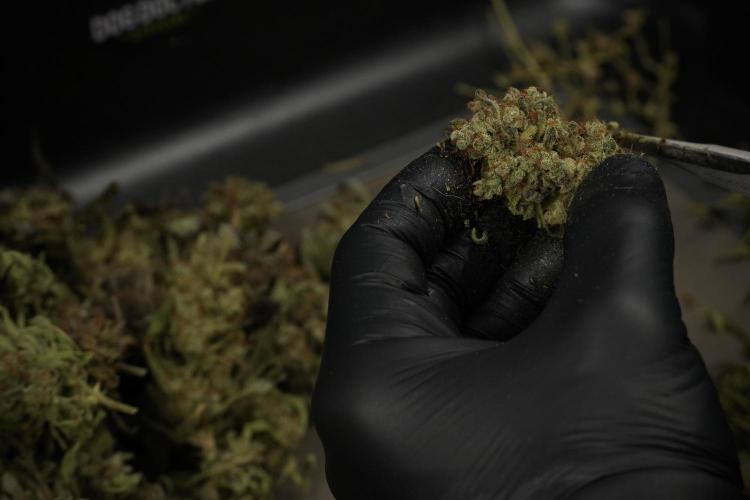TicaL X Zamnesia-NectarDrip pack#268/750. Week 16 - Trimming the Nectar Drip