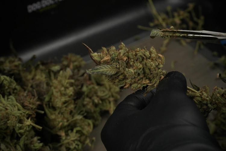 TicaL X Zamnesia-NectarDrip pack#268/750. Week 16 - Trimming the Nectar Drip