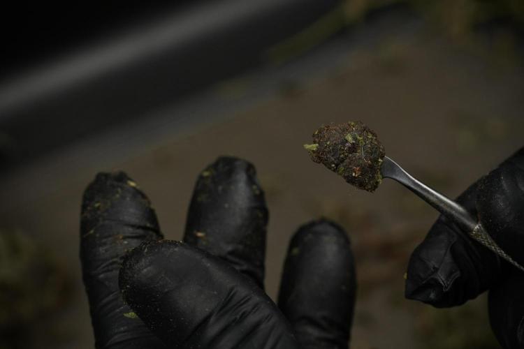 TicaL X Zamnesia-NectarDrip pack#268/750. Week 16 - sticky af 