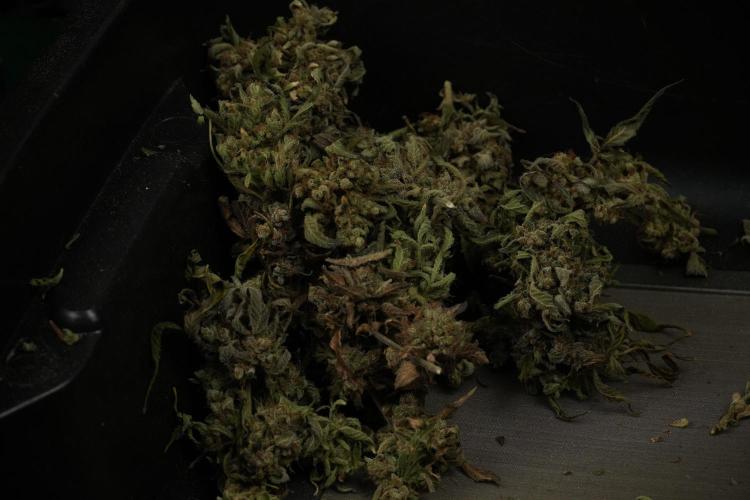 TicaL X Zamnesia-NectarDrip pack#268/750. Week 16 - sticky af 