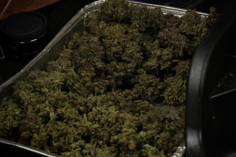 TicaL X Zamnesia-NectarDrip pack#268/750. Week 16 - sticky af 