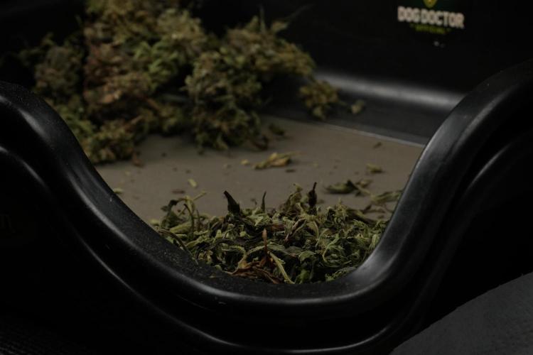 TicaL X Zamnesia-NectarDrip pack#268/750. Week 16 - Trimming the Nectar Drip
