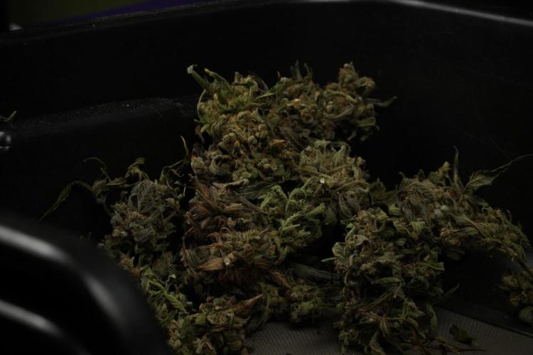 TicaL X Zamnesia-NectarDrip pack#268/750. Week 16 - Trimming the Nectar Drip