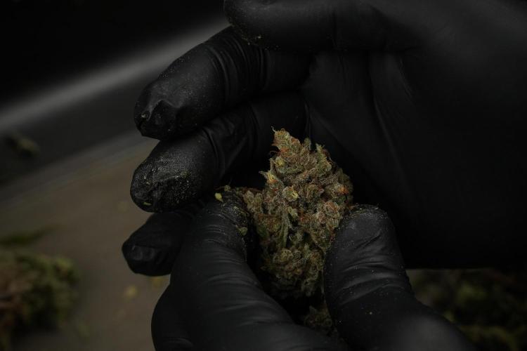 TicaL X Zamnesia-NectarDrip pack#268/750. Week 16 - Trimming the Nectar Drip