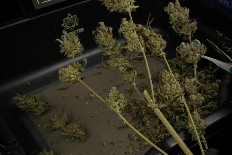 TicaL X Zamnesia-NectarDrip pack#268/750. Week 16 - Trimming the Nectar Drip