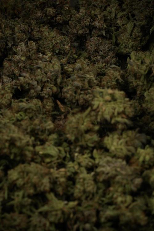 TicaL X Zamnesia-NectarDrip pack#268/750. Week 16 - Trimming the Nectar Drip
