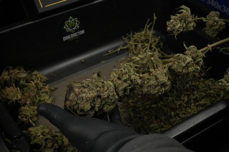 TicaL X Zamnesia-NectarDrip pack#268/750. Week 16 - Trimming the Nectar Drip