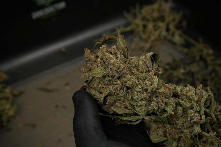 TicaL X Zamnesia-NectarDrip pack#268/750. Week 16 - Trimming the Nectar Drip