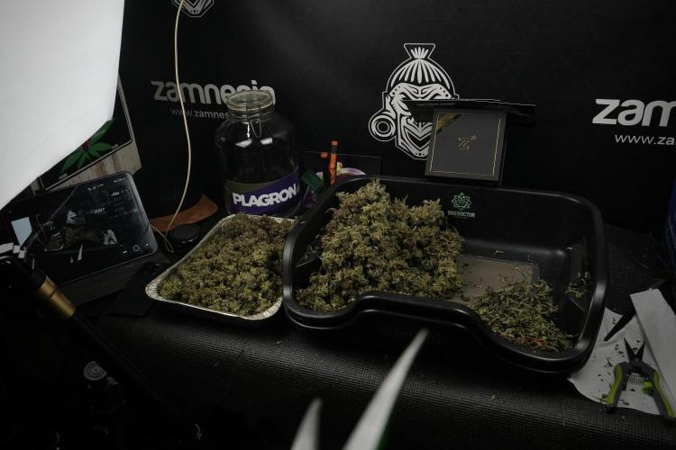 TicaL X Zamnesia-NectarDrip pack#268/750. Week 16 - Trimming the Nectar Drip