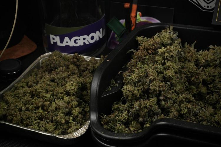 TicaL X Zamnesia-NectarDrip pack#268/750. Week 16 - Trimming the Nectar Drip