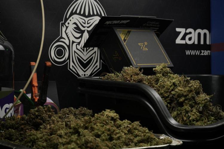 TicaL X Zamnesia-NectarDrip pack#268/750. Week 16 - Trimming the Nectar Drip