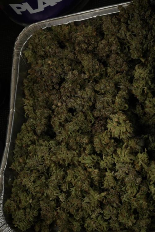 TicaL X Zamnesia-NectarDrip pack#268/750. Week 16 - Trimming the Nectar Drip