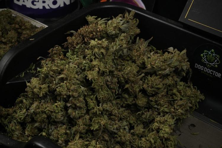 TicaL X Zamnesia-NectarDrip pack#268/750. Week 16 - Trimming the Nectar Drip