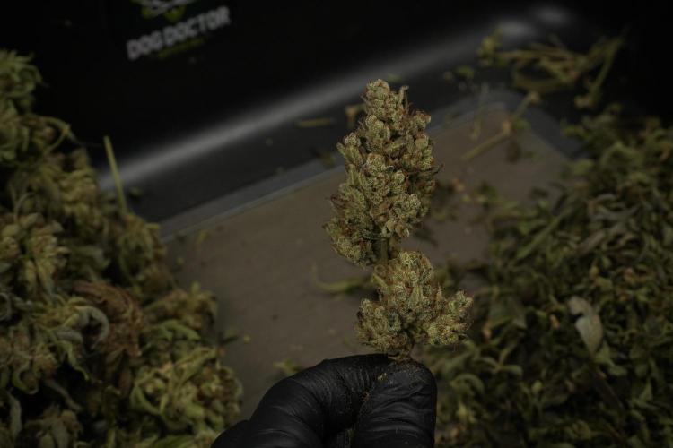 TicaL X Zamnesia-NectarDrip pack#268/750. Week 16 - Trimming the Nectar Drip