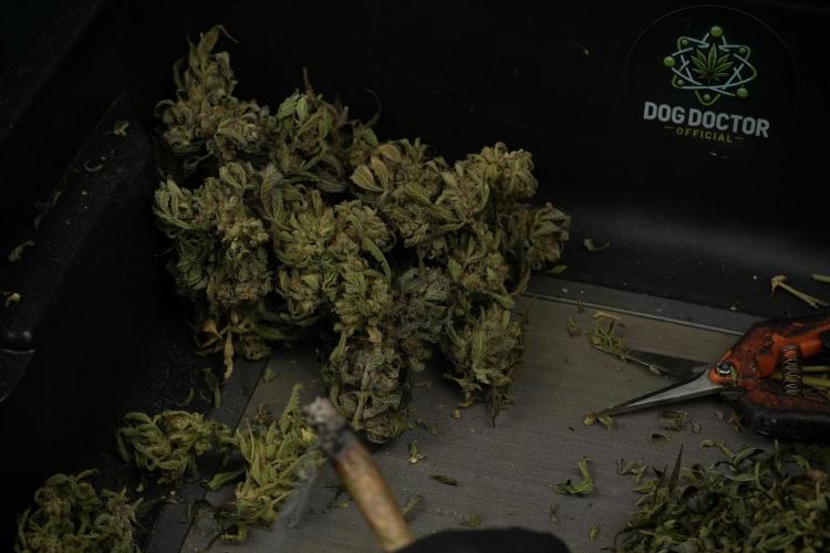 TicaL X Zamnesia-NectarDrip pack#268/750. Week 16 - Trimming the Nectar Drip