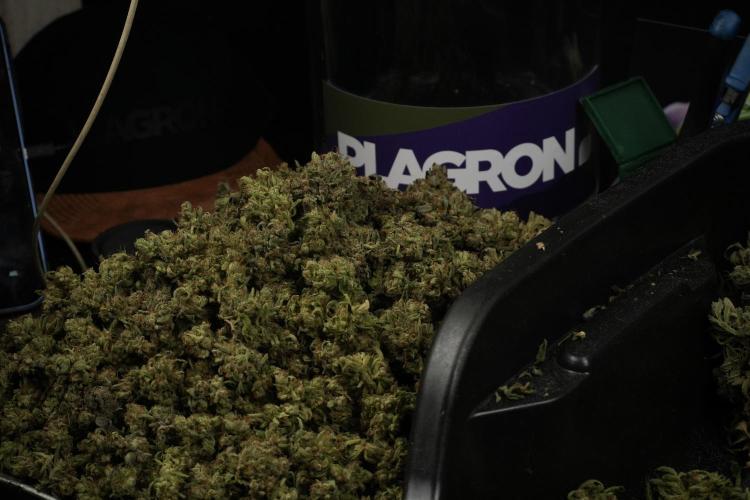 TicaL X Zamnesia-NectarDrip pack#268/750. Week 16 - Trimming the Nectar Drip