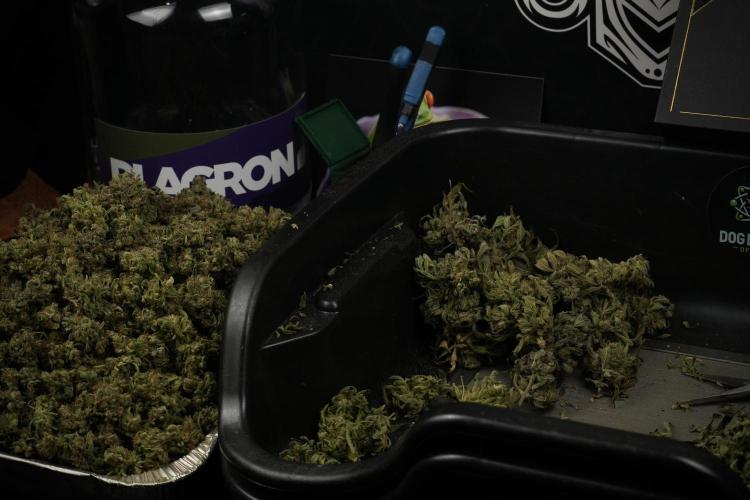 TicaL X Zamnesia-NectarDrip pack#268/750. Week 16 - Trimming the Nectar Drip