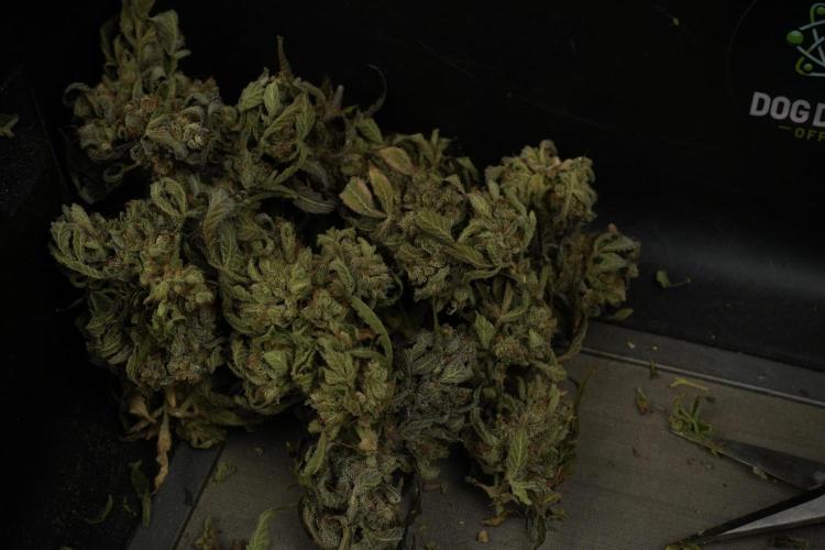 TicaL X Zamnesia-NectarDrip pack#268/750. Week 16 - Trimming the Nectar Drip