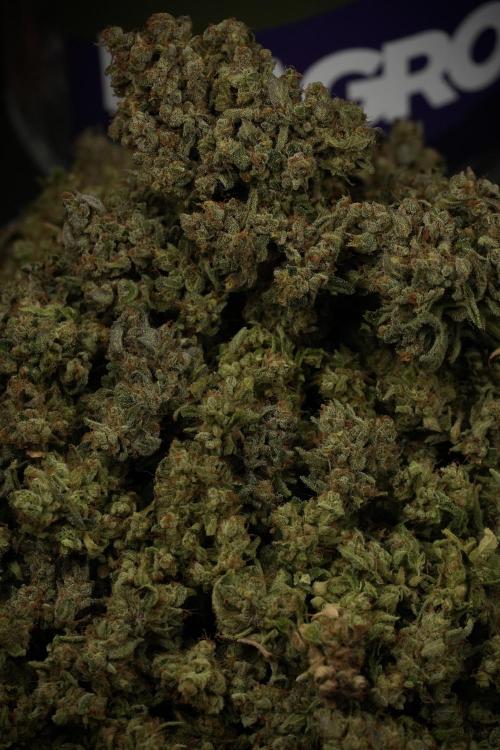 TicaL X Zamnesia-NectarDrip pack#268/750. Week 16 - final results 