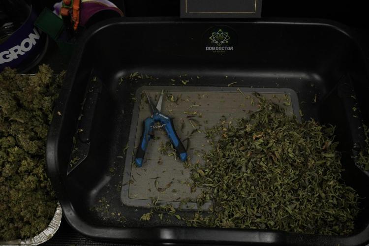 TicaL X Zamnesia-NectarDrip pack#268/750. Week 16 - final results 
