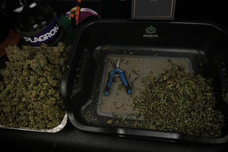 TicaL X Zamnesia-NectarDrip pack#268/750. Week 16 - final results 