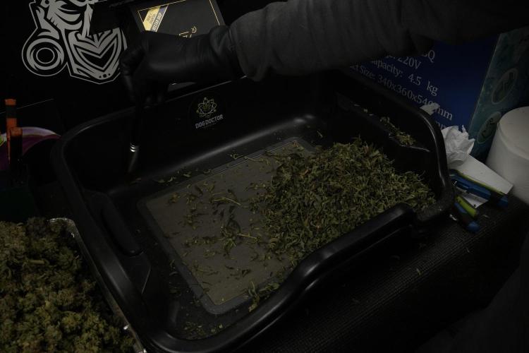 TicaL X Zamnesia-NectarDrip pack#268/750. Week 16 - Drums 