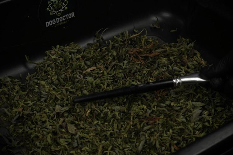 TicaL X Zamnesia-NectarDrip pack#268/750. Week 16 - Drums 