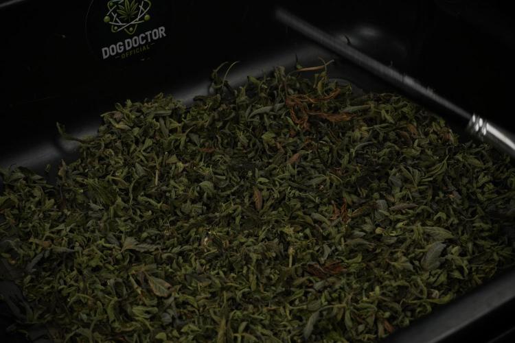 TicaL X Zamnesia-NectarDrip pack#268/750. Week 16 - Drums 