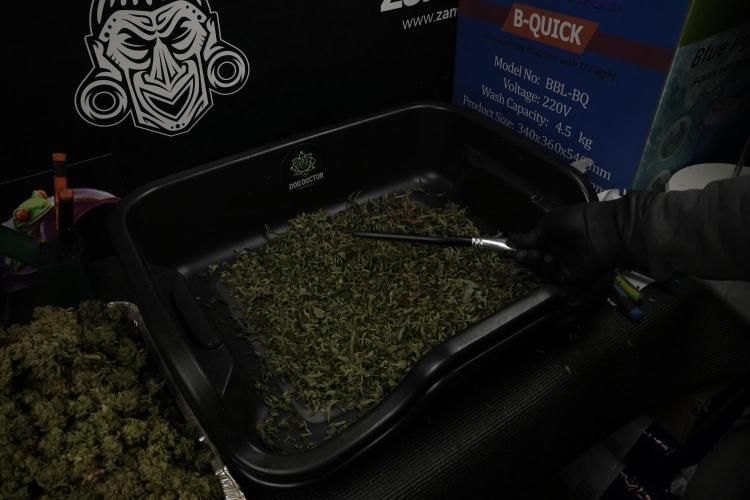 TicaL X Zamnesia-NectarDrip pack#268/750. Week 16 - Drums 