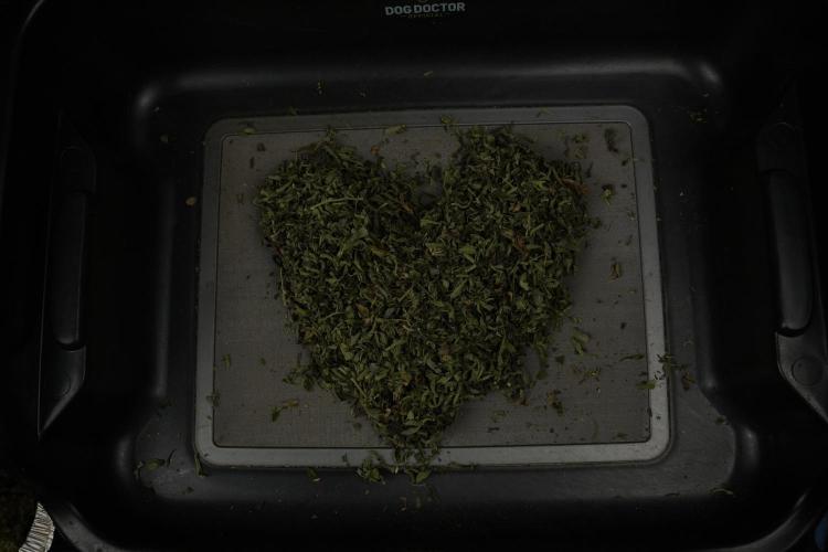 TicaL X Zamnesia-NectarDrip pack#268/750. Week 16 - Love