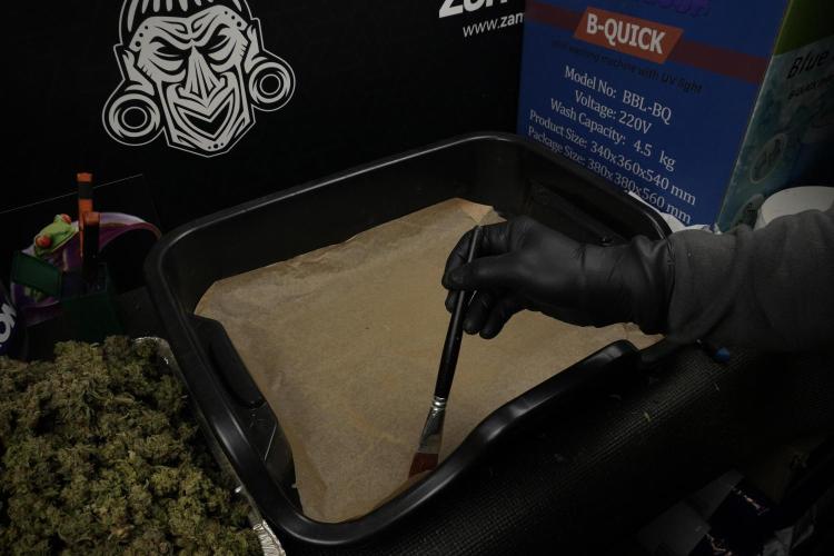 TicaL X Zamnesia-NectarDrip pack#268/750. Week 16 - collecting gold