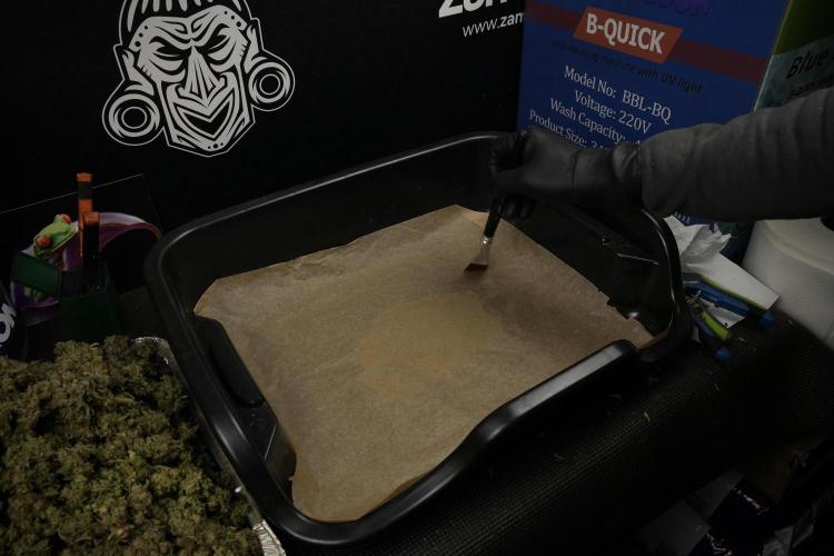 TicaL X Zamnesia-NectarDrip pack#268/750. Week 16 - collecting gold