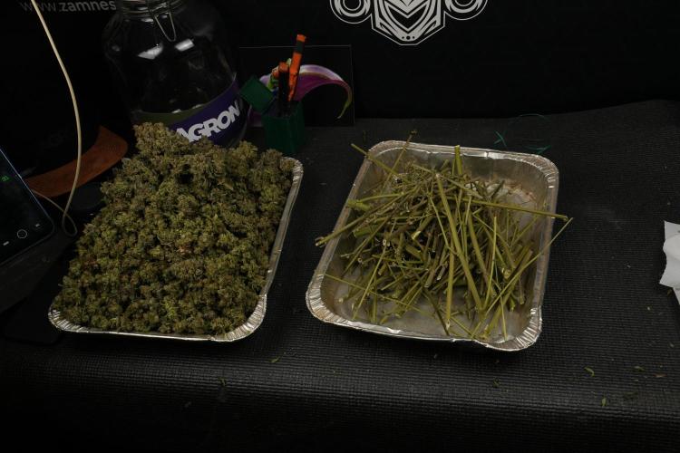 TicaL X Zamnesia-NectarDrip pack#268/750. Week 16 - final result 