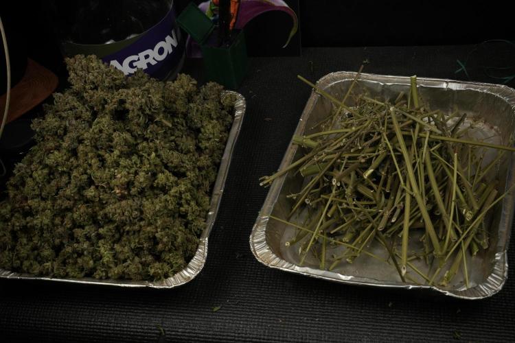 TicaL X Zamnesia-NectarDrip pack#268/750. Week 16 - final result 