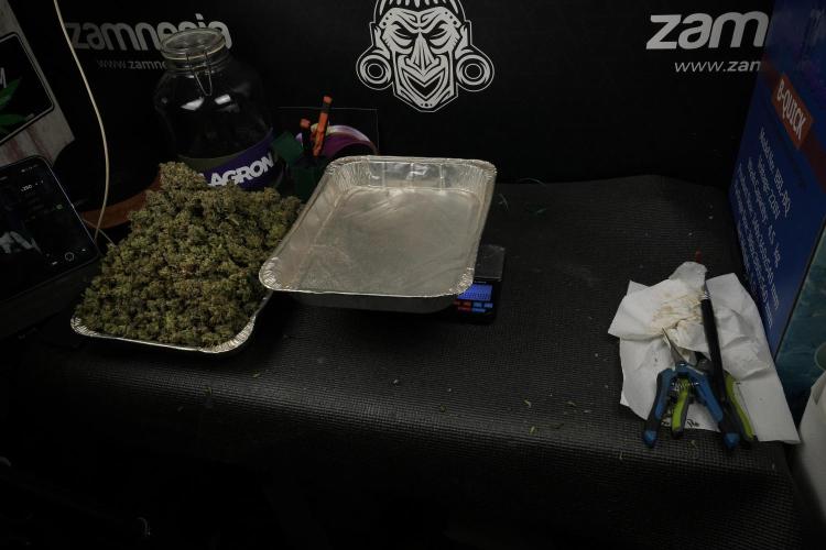 TicaL X Zamnesia-NectarDrip pack#268/750. Week 16 - final result 