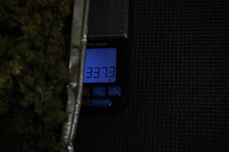 TicaL X Zamnesia-NectarDrip pack#268/750. Week 16 - final result 