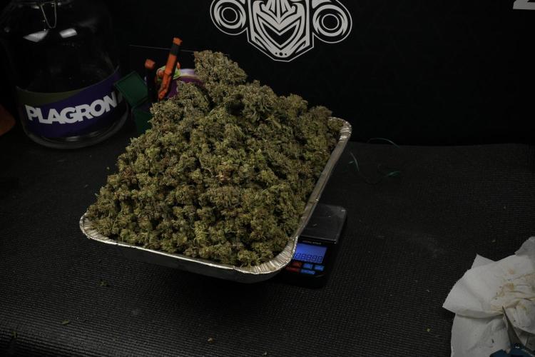 TicaL X Zamnesia-NectarDrip pack#268/750. Week 16 - final result 
